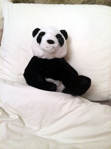 panda
